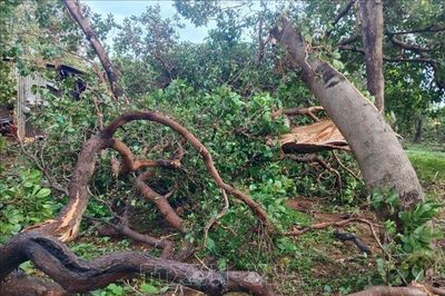 Mưa lớn kèm lốc xoáy gây nhiều thiệt hại tại Đồng Nai