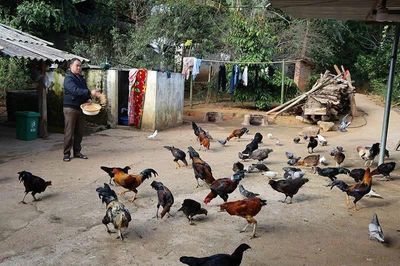 Tạo sinh kế cho đồng bào Mông thoát nghèo bền vững