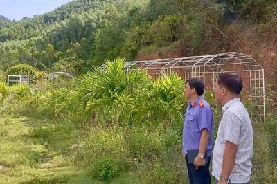 Kiến nghị xử lý vụ lấn chiếm gần 2 ha đất rừng phòng hộ ở phường Bồng Sơn