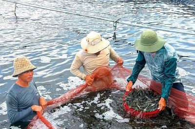 Cà Mau: Hình thành mô hình nuôi hải sản công nghệ cao