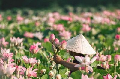 Du lịch Ninh Bình mùa sen nở với 2 triệu đồng