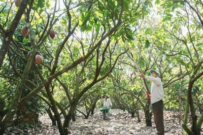 Vỏ cacao trở thành nguồn giá trị mới ở Đắk Lắk