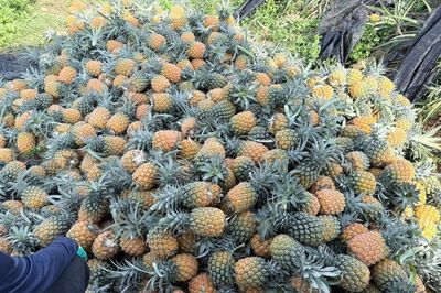 Trái cây đồng loạt rớt giá, nhà vườn và tiểu thương cùng chịu áp lực