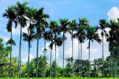 Bóng cau trước ngõ