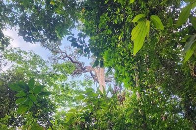 Hơn 20 giờ nỗ lực đưa người gặp nạn từ rừng sâu trở về với gia đình