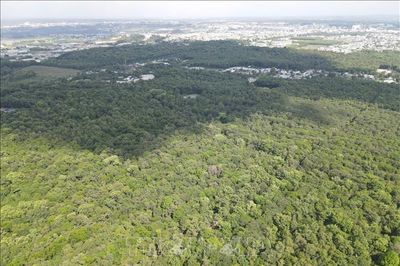 Thảm thực vật khổng lồ 205 ha - 'lá phổi xanh' cho tâm đô thị công nghiệp Đồng Nai