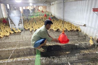 Chủ động phòng, chống nắng nóng cho cây trồng, vật nuôi