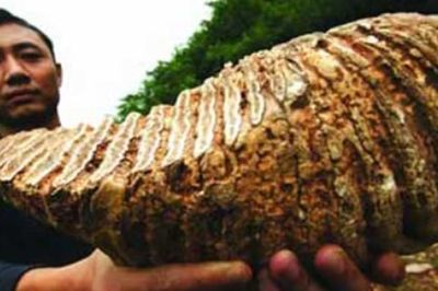 Bí ẩn hang động tiền sử chứa hóa thạch răng voi châu Á