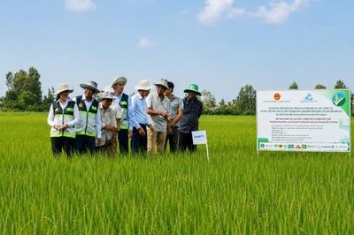 An Giang mở rộng hơn 150.000 ha lúa chất lượng cao, phát thải thấp