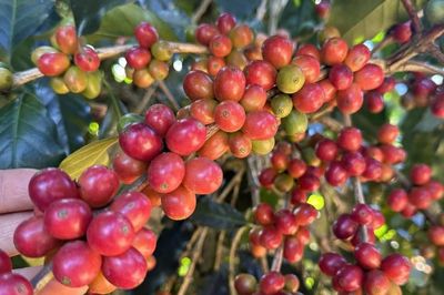 Thị trường lấy lại sắc xanh, giá cà phê tăng mạnh 1.200 đồng/kg