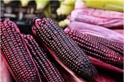 Sàng lọc nguồn gen ngô nếp bản địa, tạo nền tảng giống lai thích ứng biến đổi khí hậu