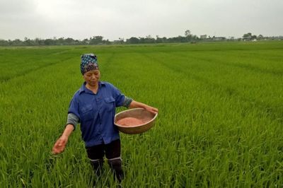 Nhập khẩu vật tư nông nghiệp giảm, giá nội địa vẫn neo ở mức cao
