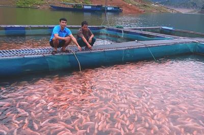 Phát triển nghề nuôi cá lồng trên lòng hồ thủy lợi, thủy điện Cửa Đạt