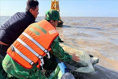 Cà Mau: Thả cá thể vích quý hiếm nặng 120 kg về biển