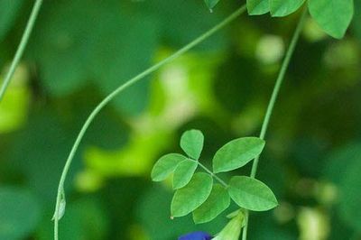 Đóa hoa thời chiến