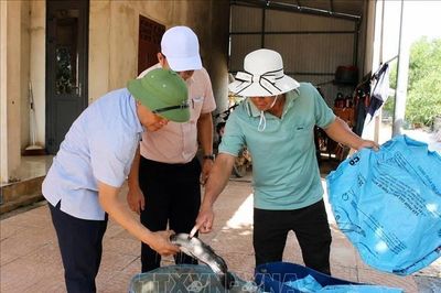 Quảng Trị: Sét đánh trúng hồ nuôi làm thiệt hại khoảng 3 tấn cá lóc