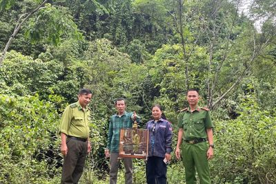 Thả chim về rừng