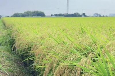 Lâm Đồng triển khai phân cấp chứng nhận chủng loại gạo thơm xuất khẩu