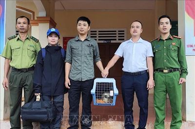 Bàn giao một cá thể Diều hoa Miến Điện cho Vườn quốc gia Phong Nha - Kẻ Bàng