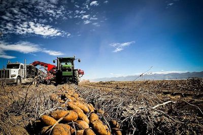 Colorado: Nông dân chuyển đổi luân canh để duy trì sản xuất khoai tây