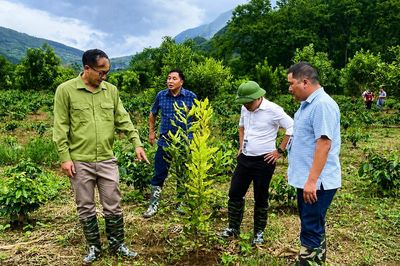 Tập trung chăm sóc diện tích cà phê, mắc ca trồng mới