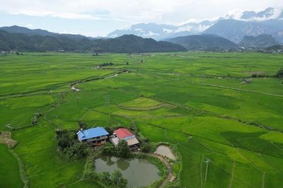 Mùa xanh trên cánh đồng Mường Than