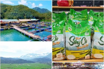 Than Uyên (Lai Châu): Đổi mới tư duy sản xuất, nâng tầm giá trị nông sản địa phương