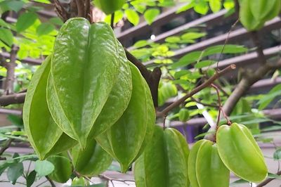 Ăn khế giảm mỡ máu, kiểm soát đường huyết