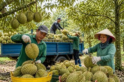Sầu riêng hướng tới mốc 4 tỷ USD: Cơ hội lớn, áp lực chuẩn hóa chuỗi càng cao