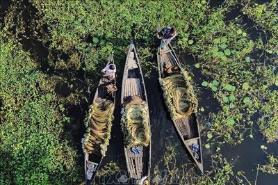Mùa thu hoạch hoa súng ở Bangladesh
