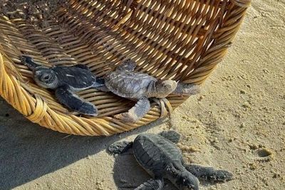 Người mẹ U70 đồng hành cùng con trên hành trình bảo tồn rùa biển