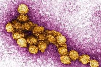 Hy Lạp tăng cường ứng phó khi số ca nhiễm virus Tây sông Nile tăng cao