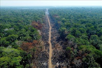 LHQ: Thế giới chậm bước trong cuộc đua bảo vệ đa dạng sinh học