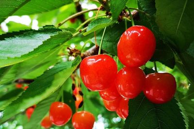 Cherry Nhật hơn 4 triệu đồng/trái được trồng cầu kỳ thế nào?