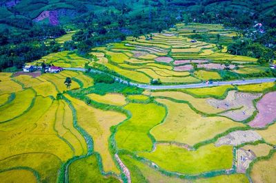 Đắm mình trong sắc vàng mùa lúa chín ở Quảng Ngãi