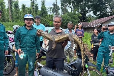 Đã bắt được con cá sấu xuất hiện tại khu vực suối cầu Cây Xanh, Đồng Nai