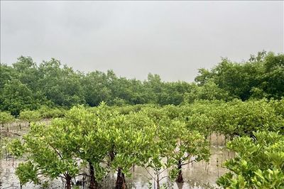 Ứng phó thiên tai và biến đổi khí hậu ở xứ Thanh - Bài 2: Nỗ lực phát triển rừng ngập mặn