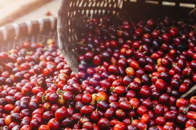 Giá cà phê tăng 400 đồng/kg, cắt đứt chuỗi giảm trước đó