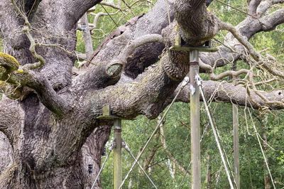 Nắng nóng cực đoan đe dọa những cây cổ thụ nổi tiếng và lâu đời nhất châu Âu