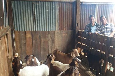 Nam Hà Lâm Hà triển khai mô hình nuôi dê Boer theo hướng kinh tế tuần hoàn