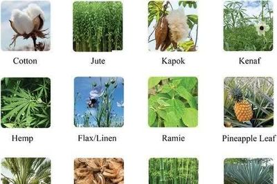 12 loài cây có thể biến thành sợi, nhiều loại bạn không thể ngờ tới