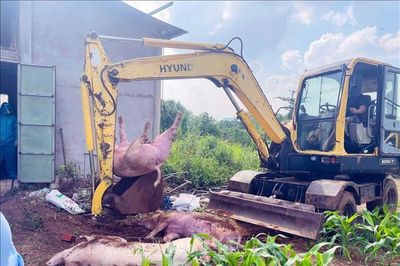 TP Hồ Chí Minh: ​Xử lý ổ dịch tả lợn châu Phi tại xã Xuân Sơn
