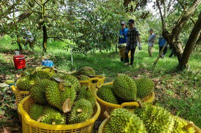 Đưa dòng vốn về vùng trồng, nâng sức cạnh tranh cho sầu riêng Việt