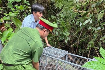 17 cá thể trăn được thả về môi trường tự nhiên tại Khu bảo tồn thiên nhiên Núi Ông