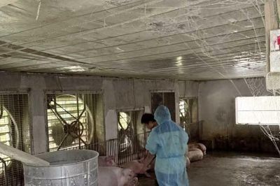 Một trang trại ở Phú Thọ tiêu hủy gần 1.900 con lợn vì dịch tả châu Phi