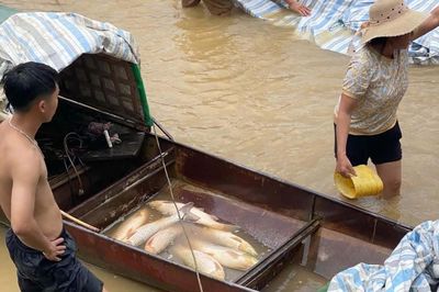 Mực nước sụt bất thường tại thủy điện Cẩm Thủy 1, gần 10 tấn cá lồng chết