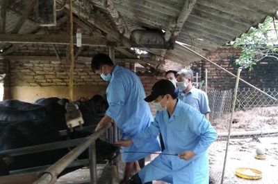 Chủ động phòng, chống dịch bệnh cho đàn vật nuôi thời điểm giao mùa