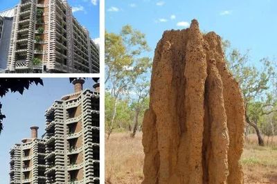 Từ tổ mối đến tòa nhà hiện đại: Thiên nhiên đã đi trước kiến trúc sư bao xa?