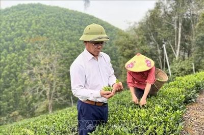 Người hồi sinh cây chè Bình Sơn trên đất bạc màu