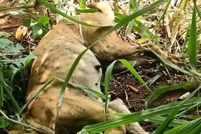Chó nghi mắc bệnh dại cắn 8 người ở xã Đông Sơn